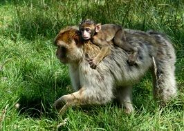 Monkey family Back Ride wildlife portrait