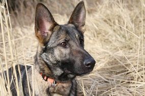 photo of schäfer dog