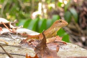 orange lizard on the stone
