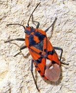 firebug is a bright insect