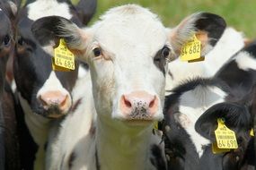 Picture of the cute domestic cattles