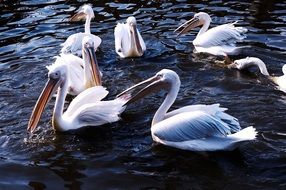 Zoo Pelican