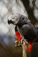 african grey parrot with red tail