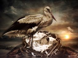 Baby Stork in the Nest