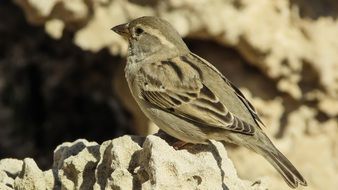 sitting sparrow