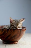 domestic sleeping cat in a bowl