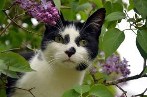 black and white cat in lilac bush