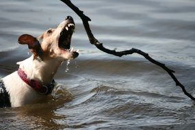 jack russell terrier trying to grab a branch