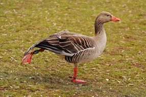 Goose deals morning exercises on green meadow