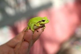 little green frog is sitting on his finger
