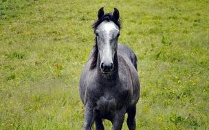 wonderful and beautiful Horse