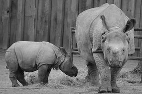 baby rhinoceros with mother