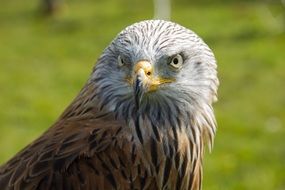 vulturous bird