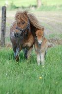 Cute ponies on a farm