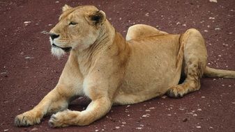 perfect beautiful Tanzania Lion