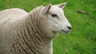 sheep in a green meadow
