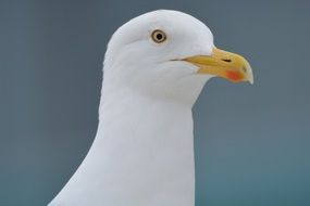 head of a white seagull on a blue background