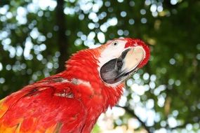 Colorful parrot in Jamaica