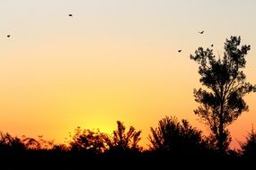 silhouettes of birds and trees at sunrise