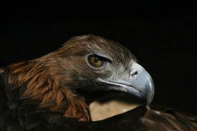 portrait of a proud eagle