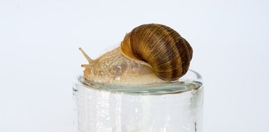 slow brown snail