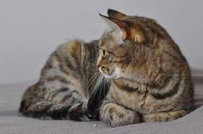 tabby cat looks away