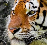 tiger head close up