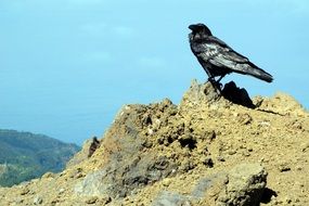 crow bird sits on top of a cliff