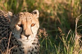 cheetah sitting in green grass