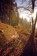 little red fox roams in the forest