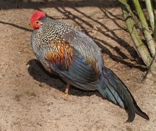 colorful male Guineafowl outdoor