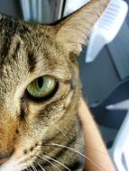 half face portrait of cat