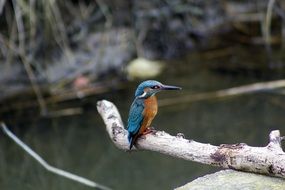 kingfisher sitting on a branch above the river