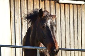 young horse in the stable