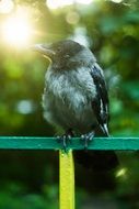 beautiful Summer Bird