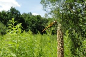 big insect over green meadow