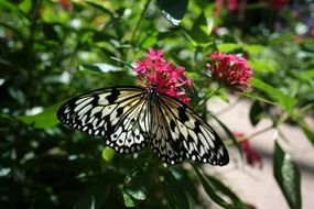 Nice butterfly sits on the pink bloom in nature