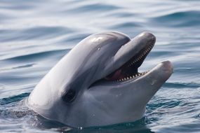 dolphin's head above the sea