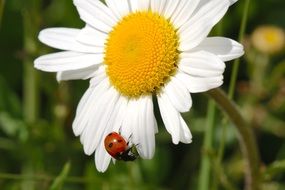 White Marguerite Ladybird
