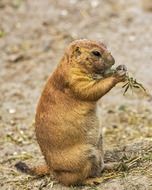 exceptional Prairie Dog