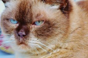 portrait of a serious british shorthair cat