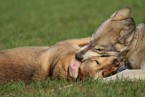 two playful young dogs