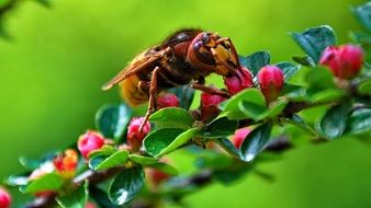 European Hornet Insect