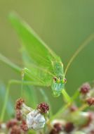 Green Grasshopper close-up on blurred background