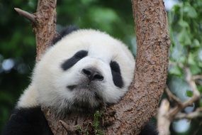 lazy Panda on a tree close-up on a blurred background