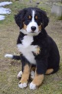 cute bernese mountain puppy on a farm