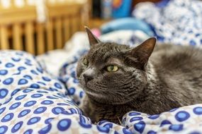 Domestic feline on a bed