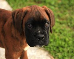 portrait of cute wondrous Guard Dog