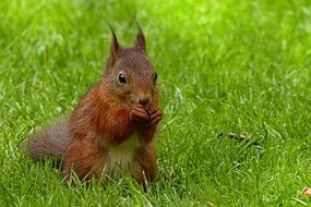 photo of squirrel on the lawn