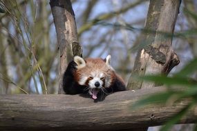 cute red panda is yawning